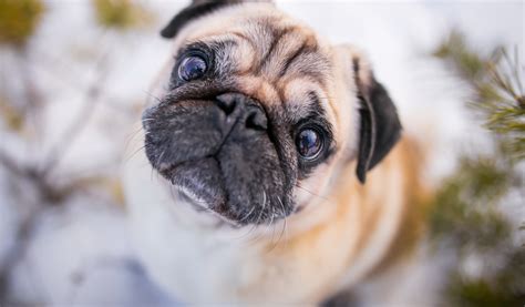 Face Animals Dog Pug Wallpapers Hd Desktop And Mobile