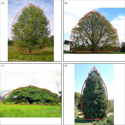 Tree Crowns Grow Into Self Similar Shapes Controlled By Gravity And