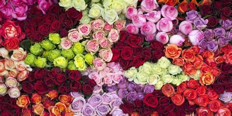 14 Rose Color Meanings What Do The Colors Of Roses Mean For Valentine