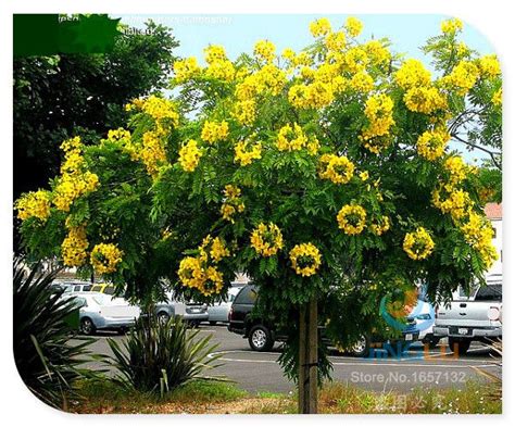 Online Get Cheap Shade Trees Alibaba