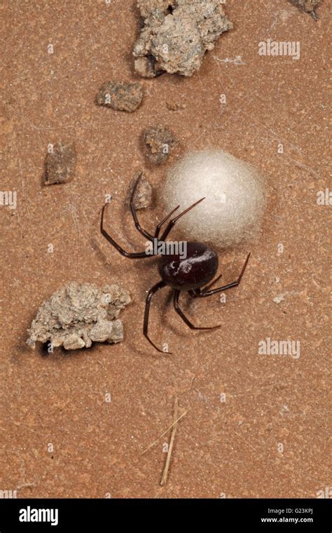 Steatoda Grossa Cupboard Spider With Its Egg Sac Stock Photo Alamy