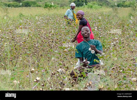 Tanzanian Cotton Pickers Picking Cotton On The Fields Of Mwanza In