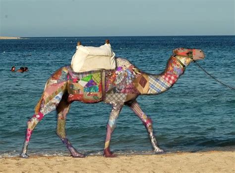 The hump day camel was a camel that looks similar to cameel habib habab and mistook him by some fans. Linda Grimes: Visiting Reality : What kind of Hump Day are ...