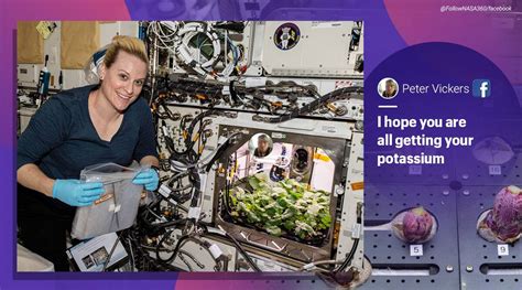Nasa Astronaut Harvests First Radish Crop Ever On International Space
