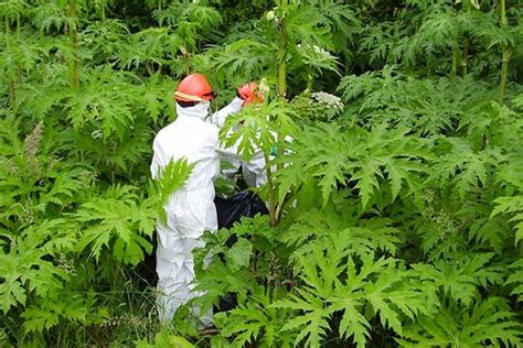 Giant Hogweed Invasive Species Council Of British Columbia