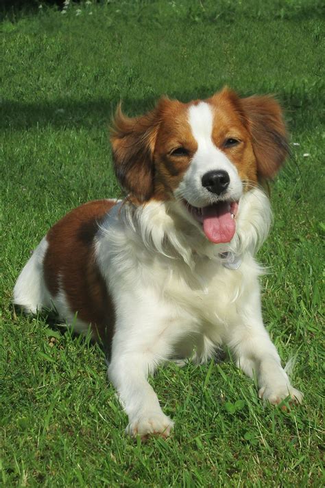 Nederlandse kooikerhondje information including personality, history, grooming, pictures, videos, and the akc breed standard. Wesen, Verhalten, Erziehung und was ich damit sagen möchte ...