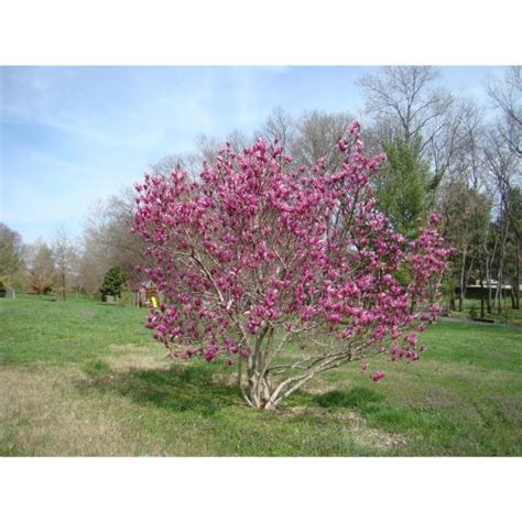 Most foliage begonias are sold in pots ranging from 3 to 8 inches across. Magnolia Tree - Jane - Potted Plant in 2020 | Magnolia ...