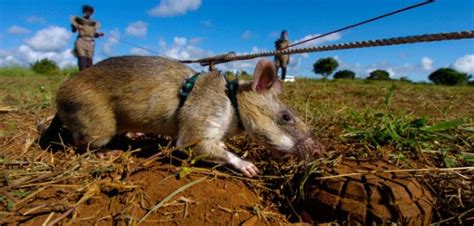Giant Rats To Sniff Out Tuberculosis Among Inmates In Overcrowded