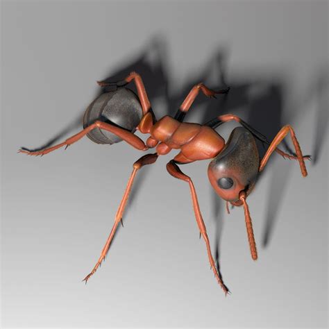 ant rigged 3d model rigged cgtrader