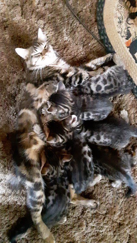 Favorite this post jul 27 kittens Pixie Bob/Bengal Kittens for Sale in Roseburg, Oregon