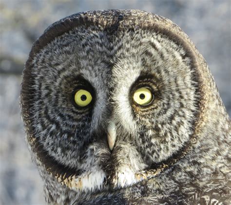 How giant-faced owls snag voles hidden in snow | UCR News | UC Riverside