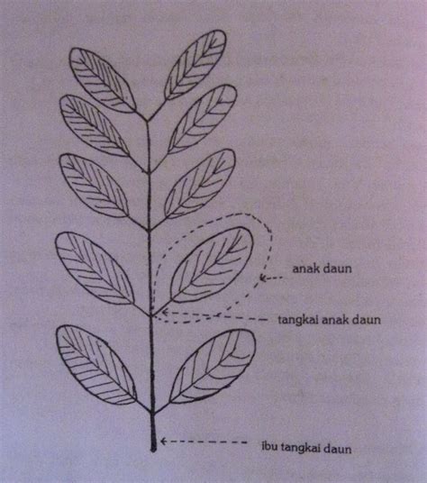 Gambar Masyarakat Pertanian Blog Daun Folium Anak Foliolum Bagian