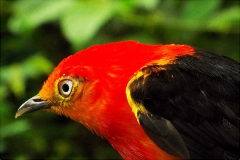 Exotic Orange Birds Images And Description Exotic Birds