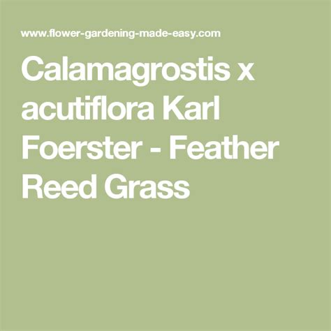 Calamagrostis X Acutiflora Karl Foerster Feather Reed Grass Feather