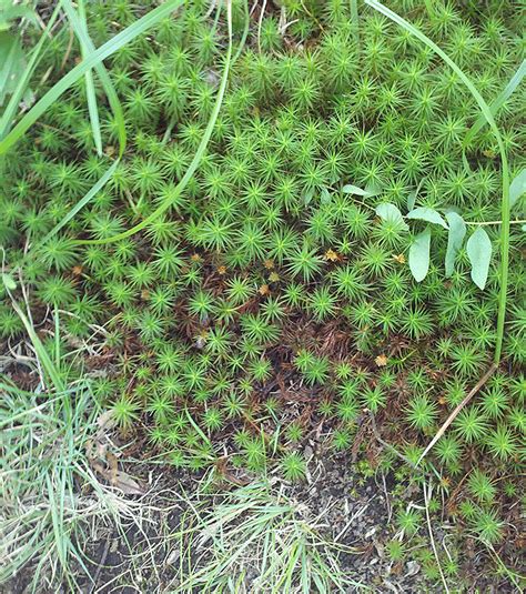 We did not find results for: identification - What are these little intense colored ...