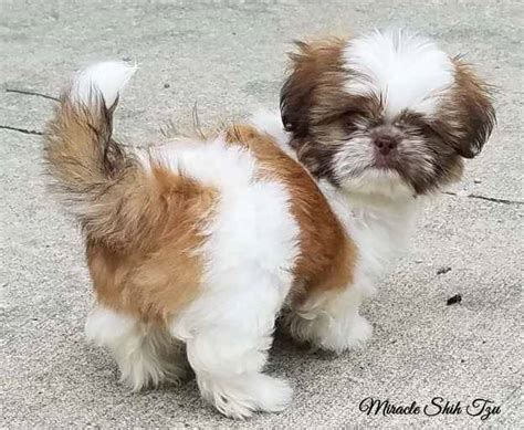 Learn more about the ordinary puppy teething age and how to soothe puppy teething symptoms before you drive each other crazy. Puppy Teething Symptoms Vomiting - Puppy And Pets