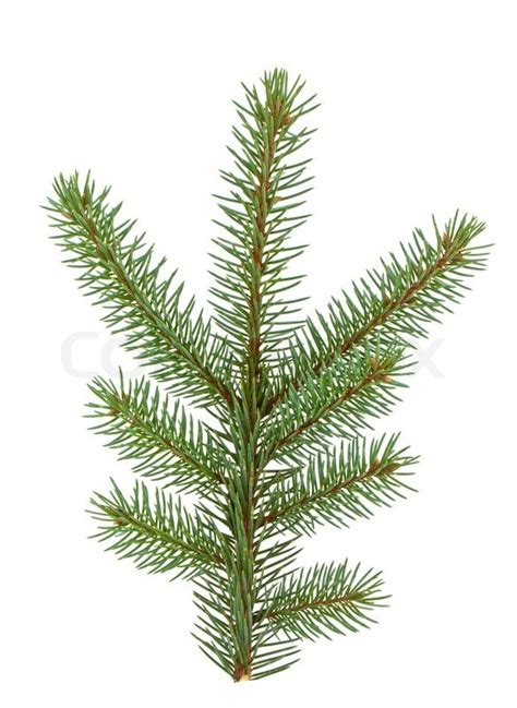 Pine Tree Branch Isolated On White Stock Image Colourbox