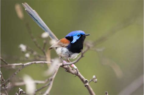 Birds From Different Species Recognize Each Other And Cooperate