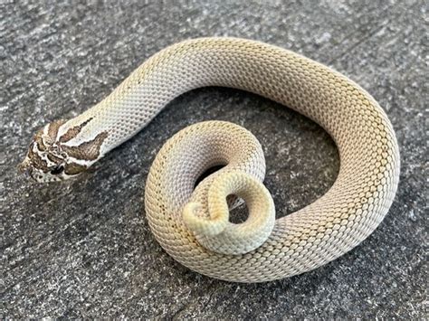Snow Western Hognose Snake For Sale Snakes At Sunset