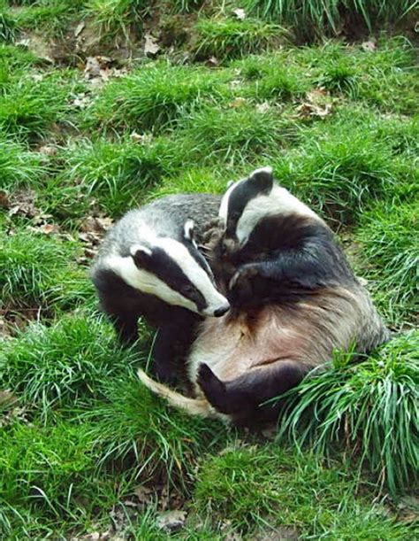 European Badger Breeding Wildlife Online