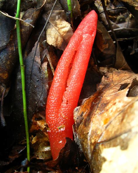 phallaceae mutinus elegans elegant stinkhorn fungus flickr