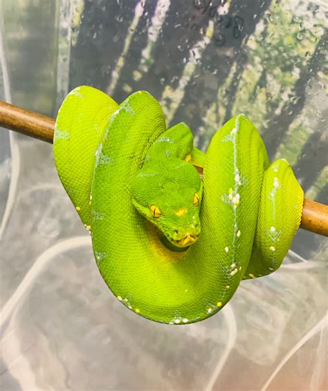 Manokwari Green Tree Python By Pauls Cool Scales Morphmarket