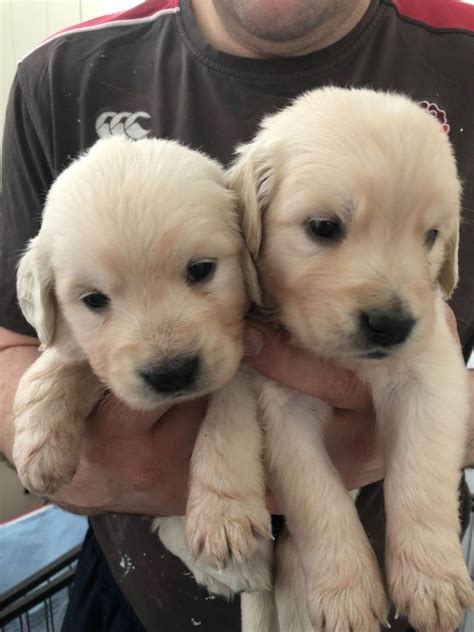 Golden Retriever Puppies For Adoption In Ny Golden Retriever Puppies