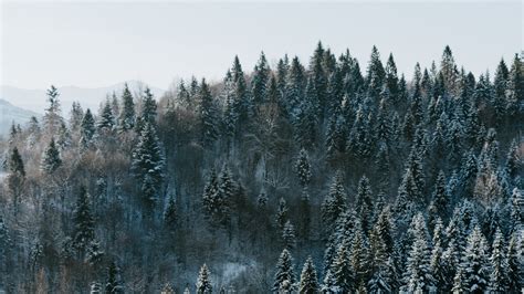 Trees Winter Forest Top View Snowy Picture Photo Desktop Wallpaper