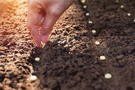 How To Direct Sow Seeds Successfully