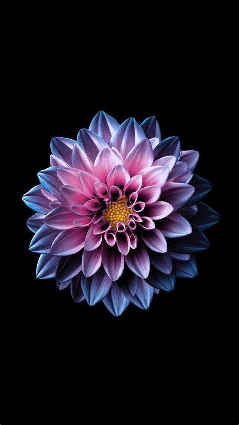 Bright Flower Wallpaper Flower Background Iphone Flower Iphone