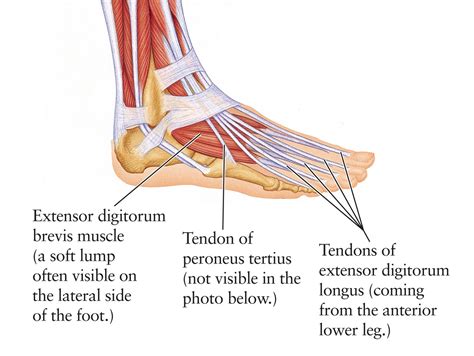 The foot consists of thirty three bones, twenty six joints and over a hundred muscles, ligaments and tendons. Human Anatomy for the Artist: The Dorsal Foot: How Do I Love Thee? Let Me Count Your Tendons