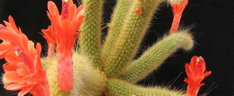 Will have to update on how it does as summer gets here. Cleistocactus Species, Monkey's Tail Cleistocactus winteri ...
