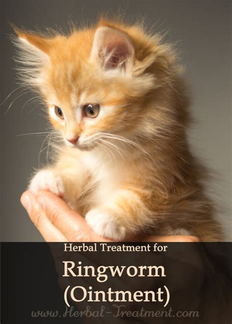 Ringworm Ointment For Cats Avnayt And Walthams Holistic Treatment