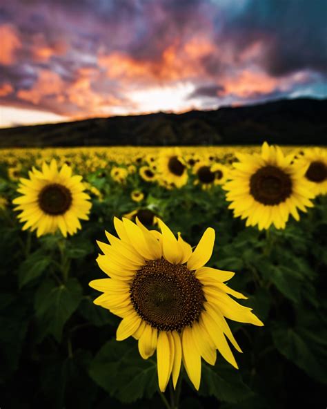 Sunflower Field In Maui 🌻 Maui Photography Hawaii Photography Maui