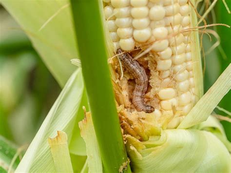 Most Of Africas Maize At Risk From Armyworm