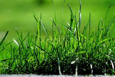 Grass At Ground Level Stock Image Image Of Prairie 255572047