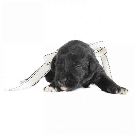 Tinsel White | Teddybear Schnoodles