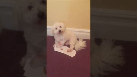 My Funny Dog Gets Stuck In Glue Trap Youtube