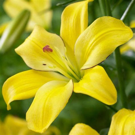 Yellow Lily Flower Images Flower Love