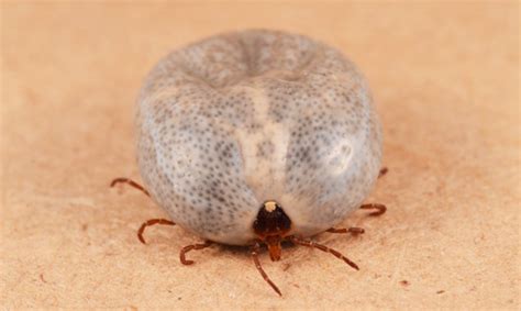 Lone Star Tick Amblyomma Americanum Linnaeus