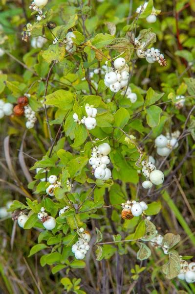 Symphoricarpos Commonly Known As The Snowberry Waxberry Or Gh ⬇