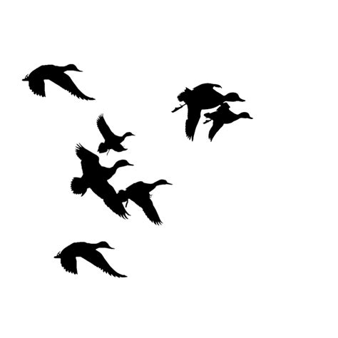 Free Flying Duck Png Download Free Flying Duck Png Png Images Free