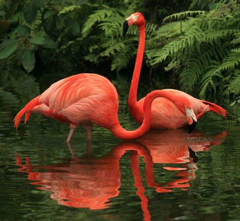 Flamingos Beautiful Birds Animals Beautiful Pet Birds