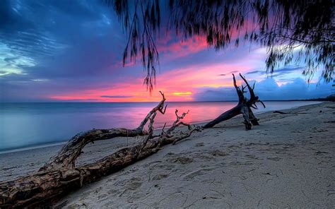 Pink Sunset Calm Sea Sandy Beach Dry Tree Reflection Wallpaper Hd