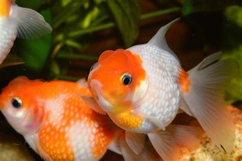 7 Reasons Your Goldfish Is Turning White And What To Do About It Pet Keen
