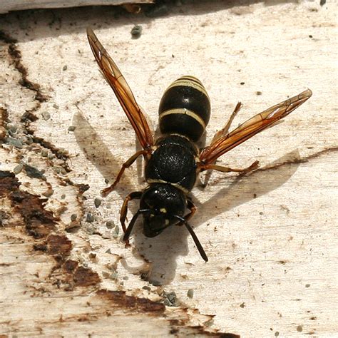Black And White Potter Wasp Euodynerus Leucomelas Bugguidenet