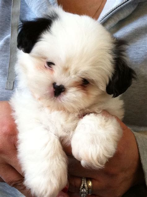 Adorable Shih Tzu Puppy 7 Weeks Old All White With Just The Black