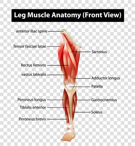Diagram Showing Leg Muscle Anatomy Front View Vector Art At My Xxx Hot Girl