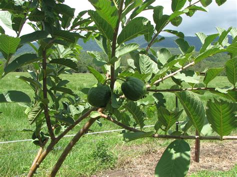 Read on this post to know how to use guava leaves for healthy hair growth. TeddyJ's Edible Backyard