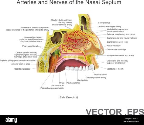 The Nasal Cavity Or Nasal Fossa Is A Large Air Filled Space Above And